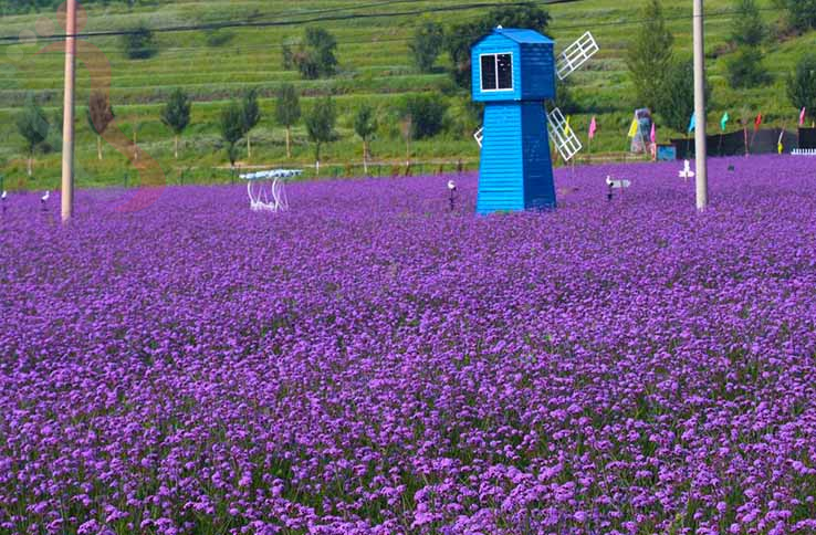 张北姐妹农家院 - 图片7