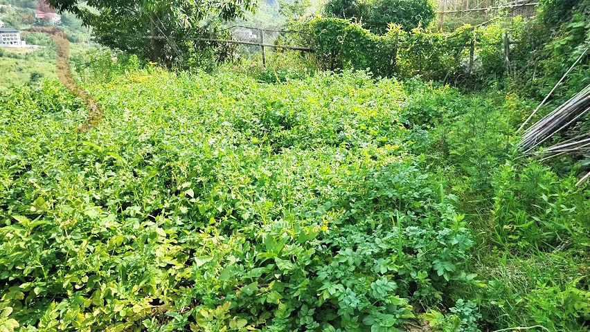 浙江湖州安吉董岭明秀农家院民宿住宿农家乐董岭自然风景区 - 周边游玩