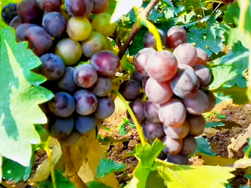 天津蓟县盘山民宿一山小院包三餐住宿天津旅游民宿汇推荐下榻地 - 图片18
