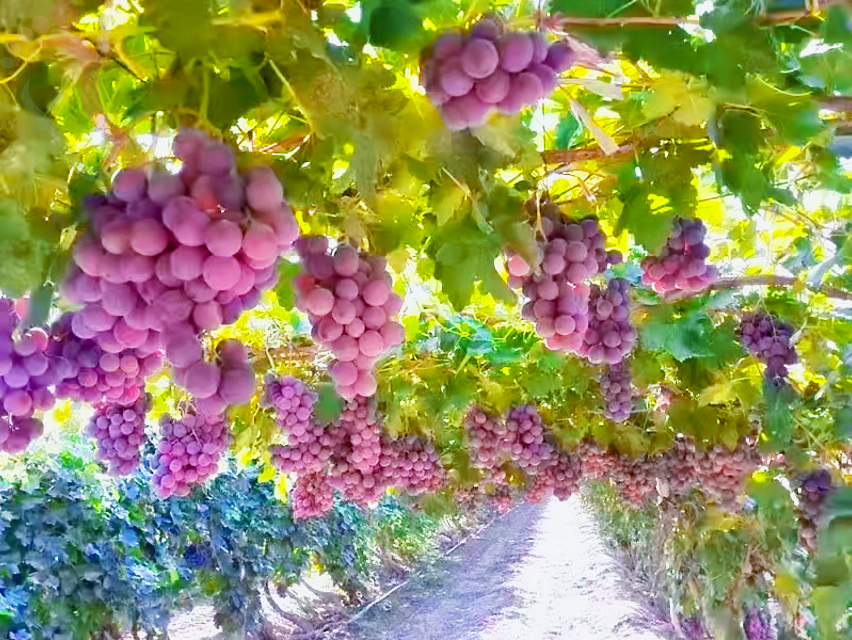 天津蓟县盘山民宿一山小院包三餐住宿天津旅游民宿汇推荐下榻地 - 图片17