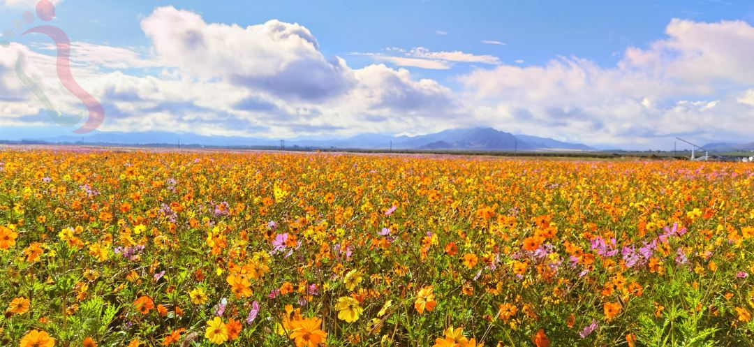 可可苏里花海民宿 - 图片3