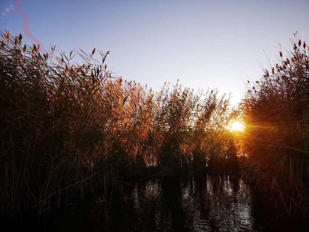 可可苏里花海民宿 - 图片6