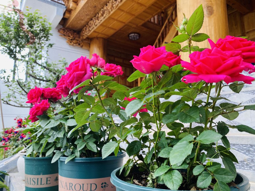 香格里拉央廓别院民宿 - 图片4