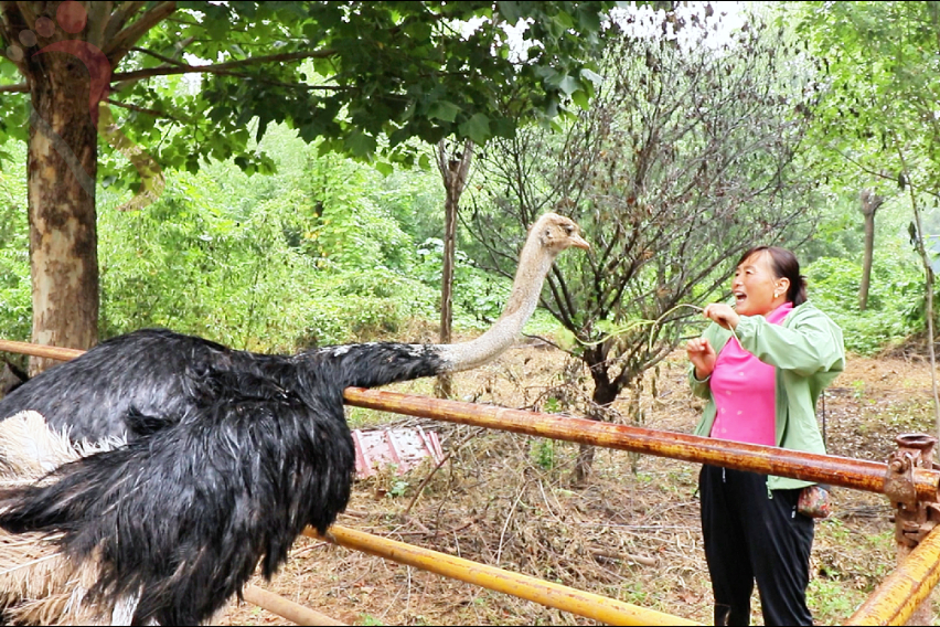 天津蓟县农耕舍院农场民宿东北风味坑烤百亩农场萌宠乐园四季可玩 - 图片4