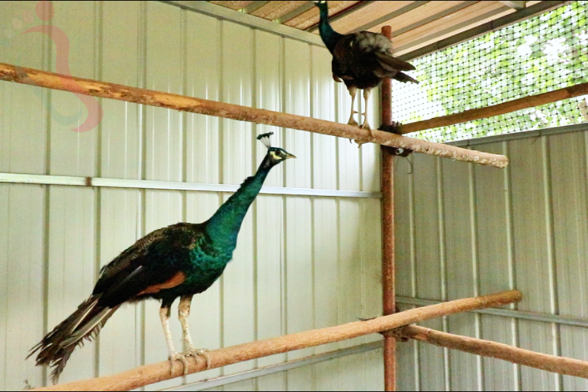 天津蓟县农耕舍院农场民宿东北风味坑烤百亩农场萌宠乐园四季可玩 - 图片5