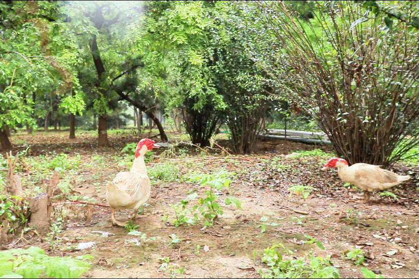 天津蓟县农耕舍院农场民宿东北风味坑烤百亩农场萌宠乐园四季可玩 - 图片2